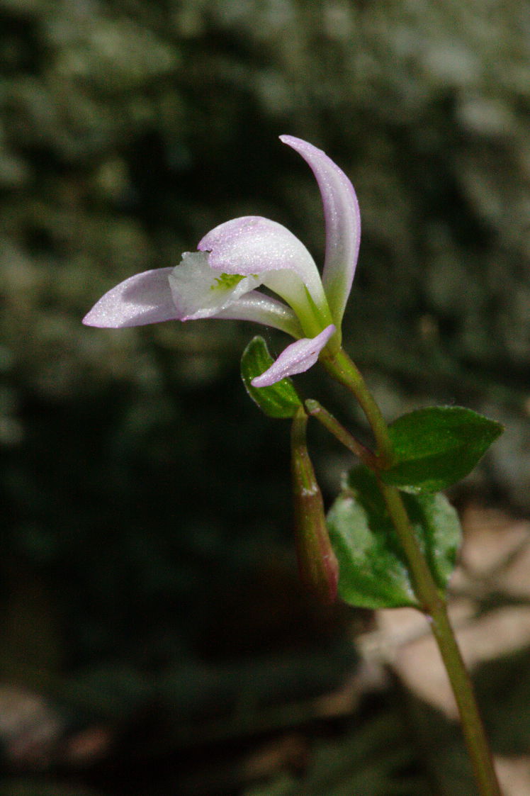 Three Birds Orchid