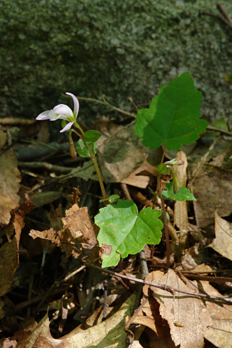 Three Birds Orchid