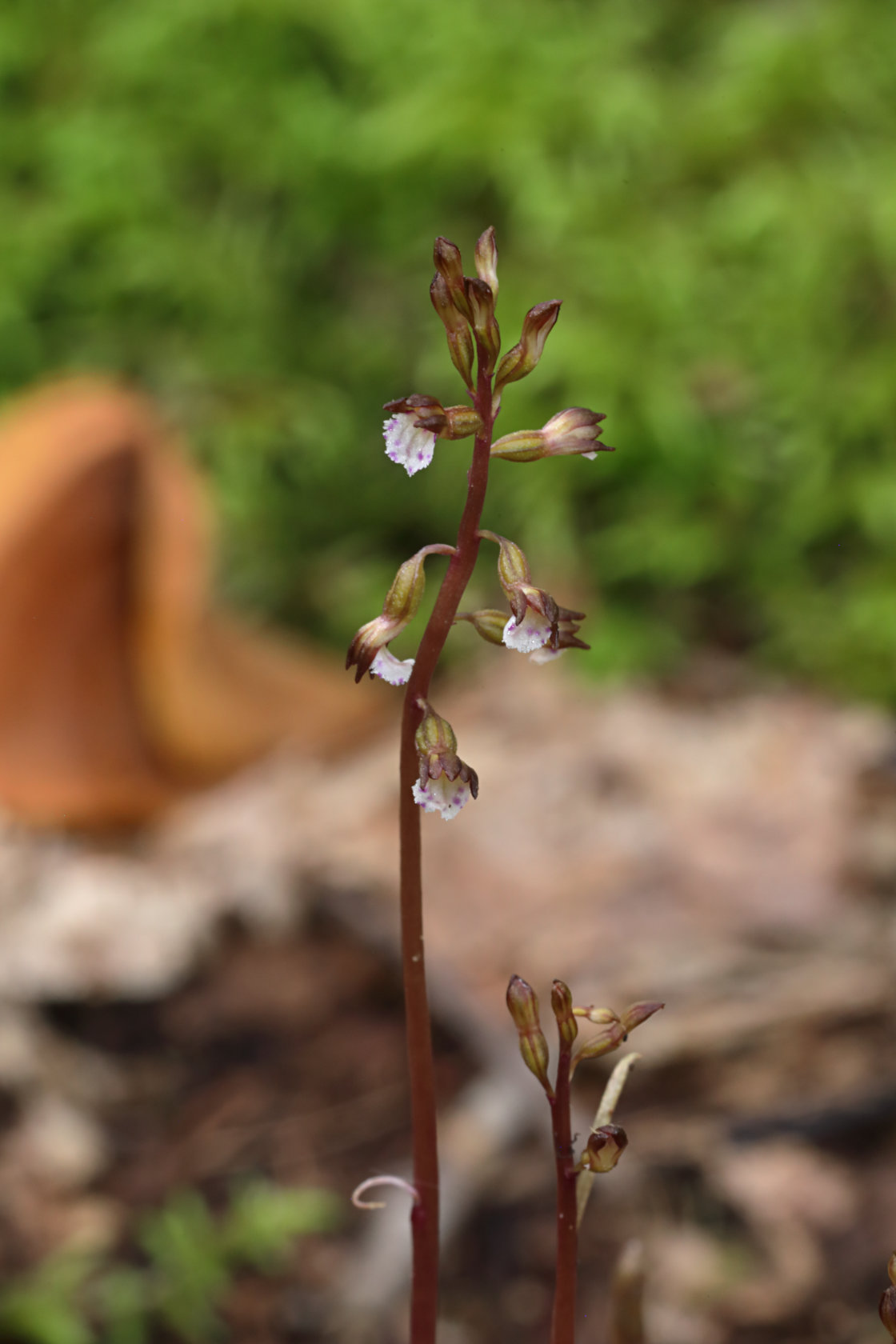 Pringle's Autumn Coralroot