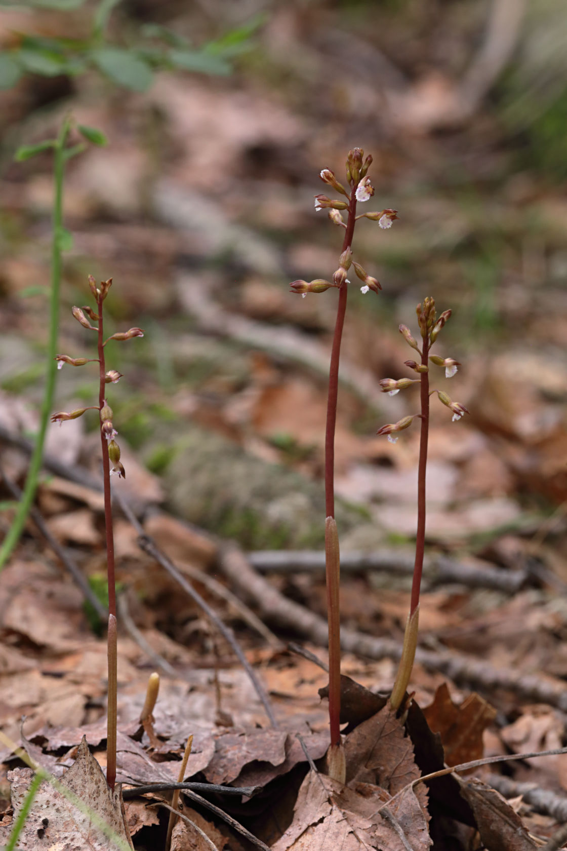 Pringle's Autumn Coralroot