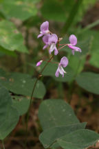 Naked-Flowered Tick Trefoil