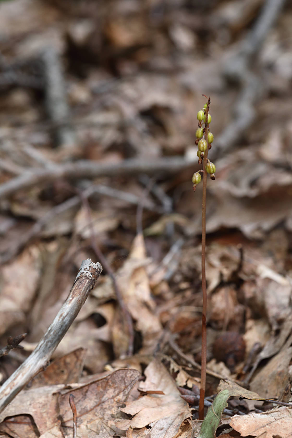 Autumn Coralroot