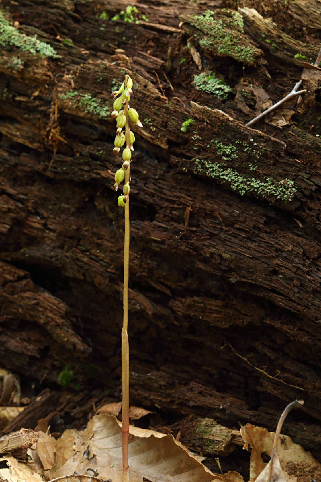 Autumn Coralroot