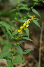 Bluestem Goldenrod