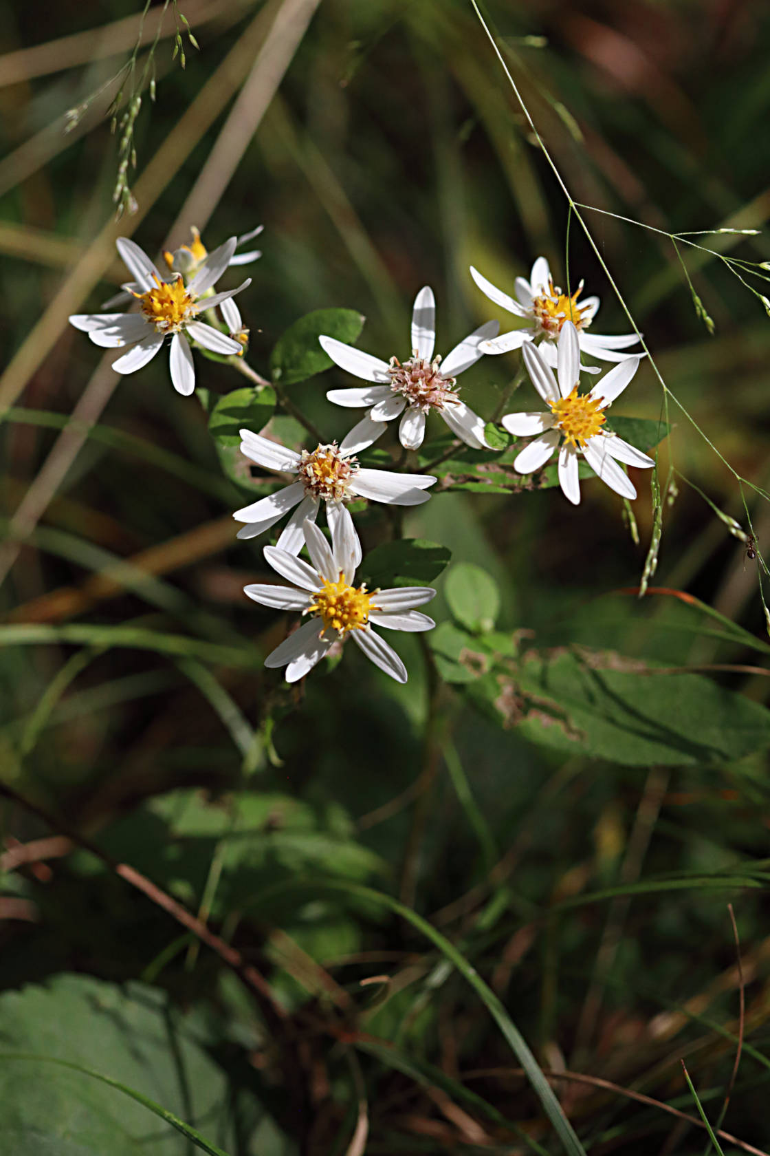 Common White Heart-Leaved Aster