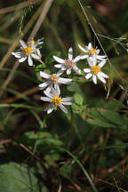 Common White Heart-Leaved Aster