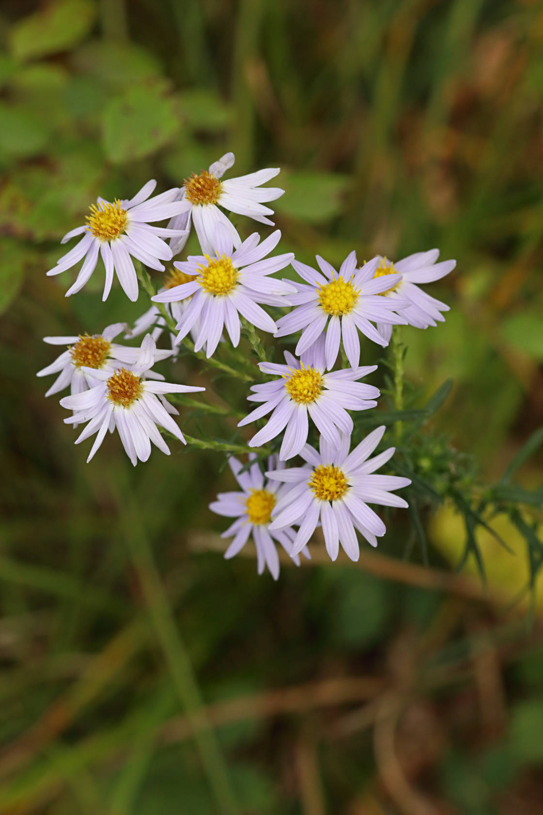 Stiff Aster