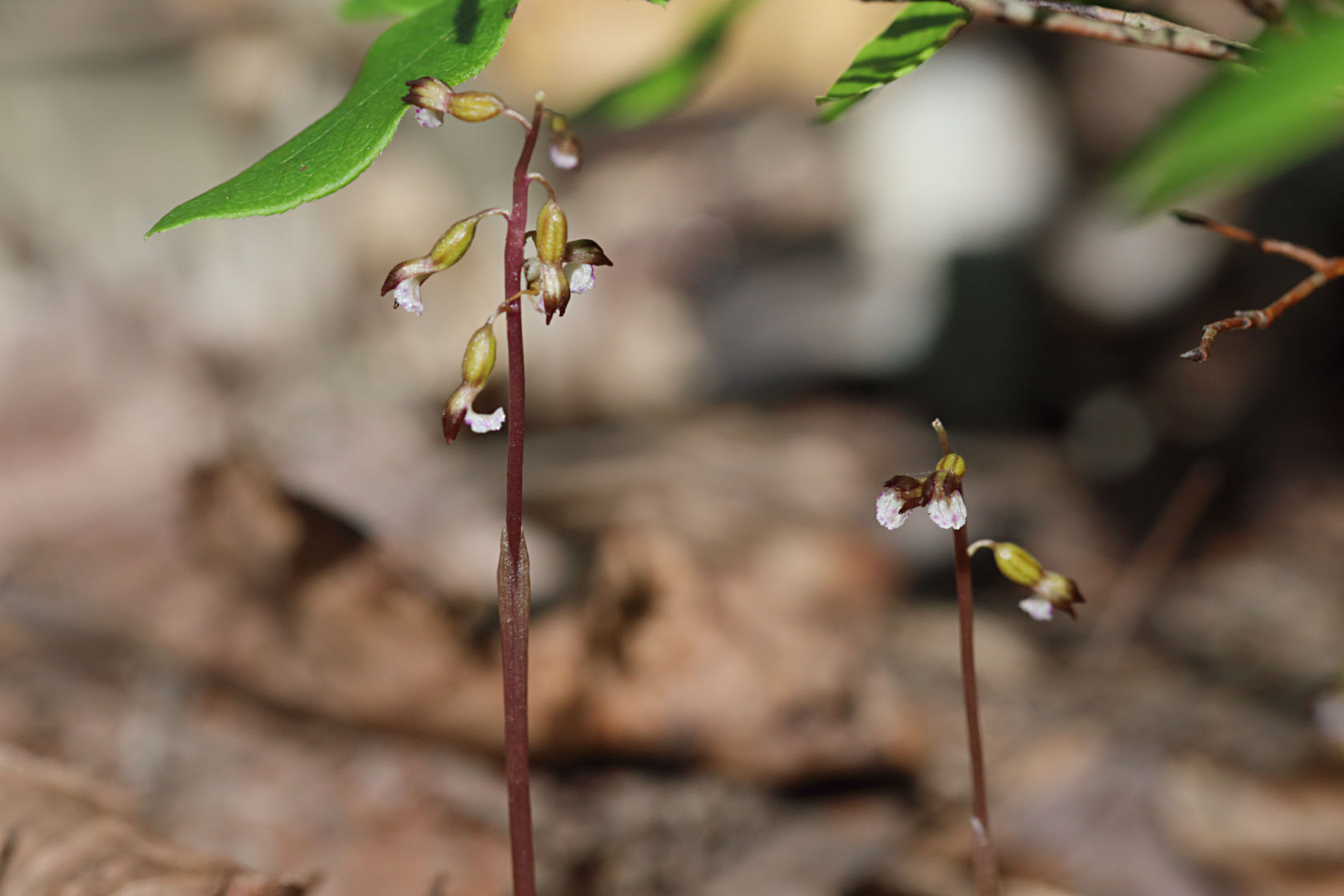 Pringle's Autumn Coralroot