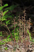 Autumn Coralroot