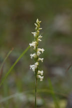 Yellow Ladies' Tresses