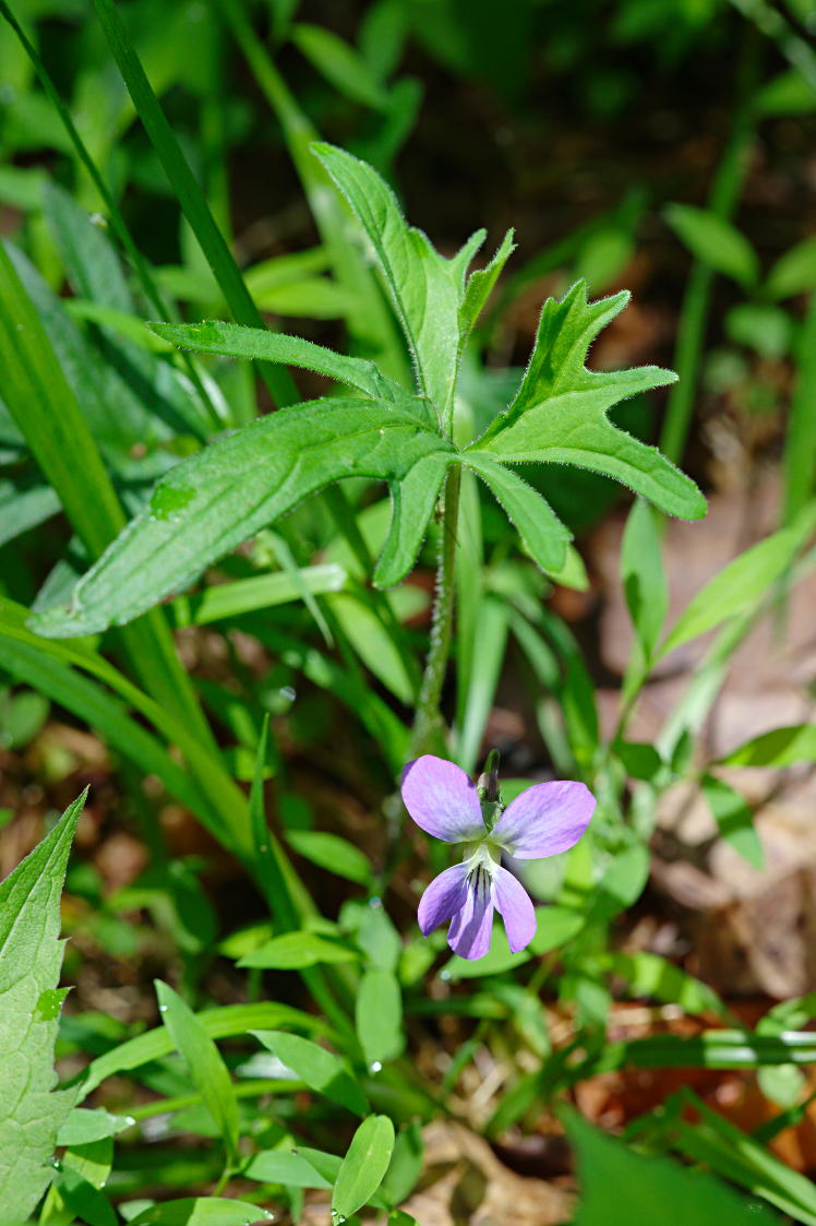 Wood Violet