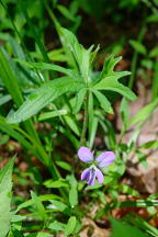 Wood Violet