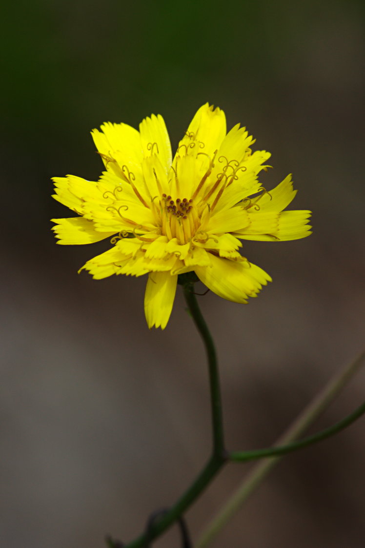 Rattlesnake Weed