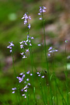 Annual Toadflax