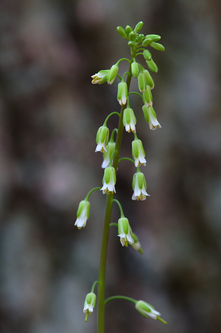 Smooth Rock Cress