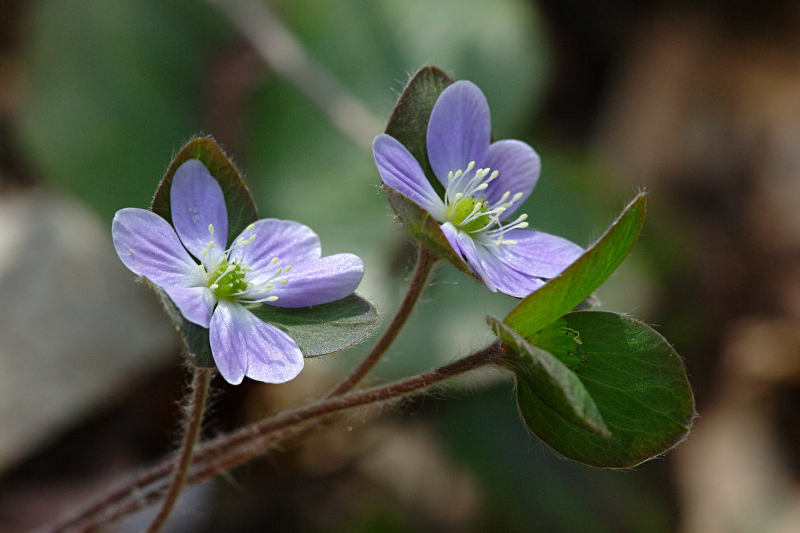 Round-Lobed Hepatica