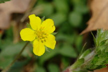 Dwarf Cinquefoil