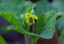 Downy Yellow Violet