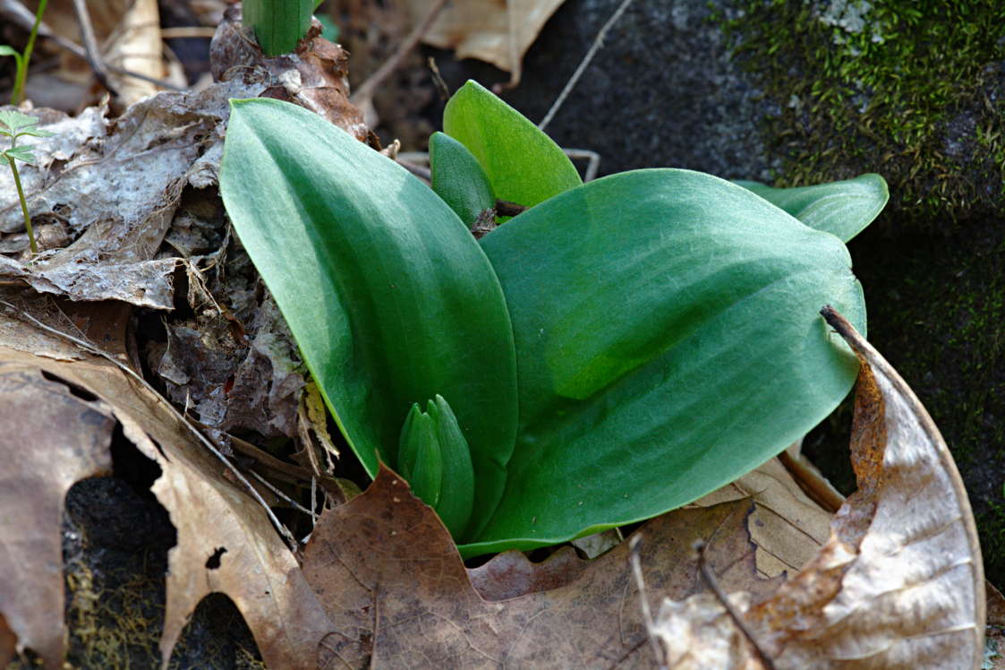 Showy Orchis