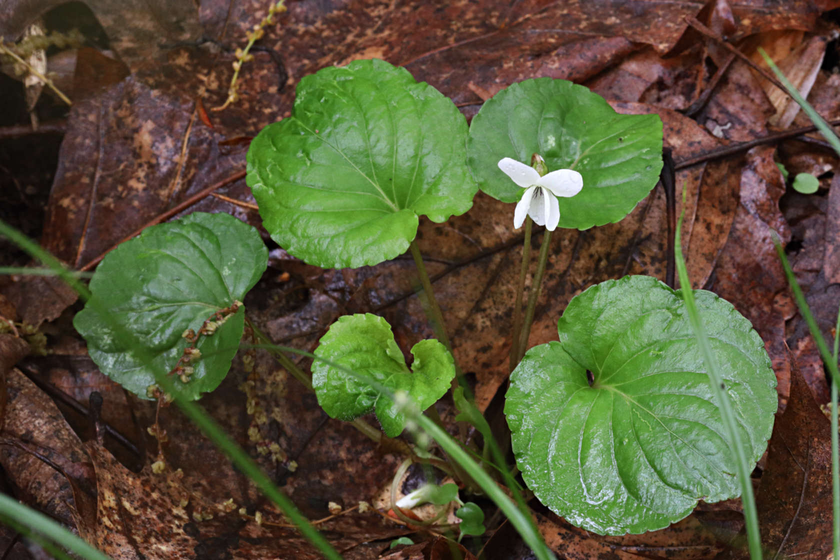 Sweet White Violet