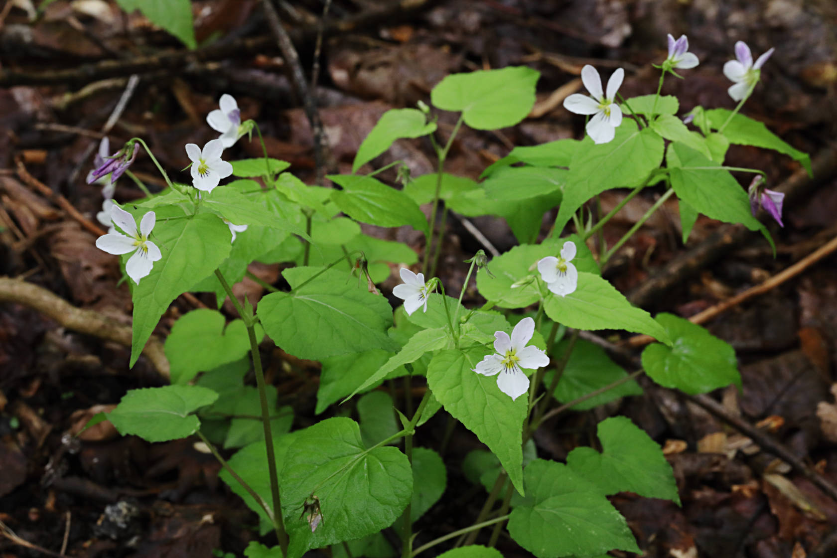 Tall White Violet