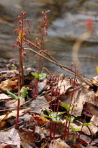 Southern Twayblade