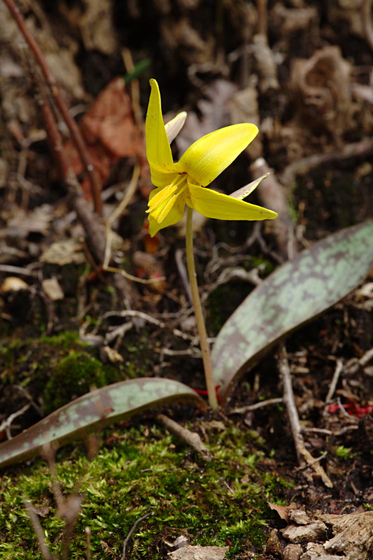 Yellow Trout Lily