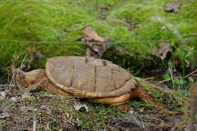 Common Snapping Turtle