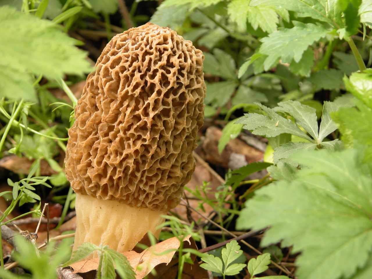 Yellow morel