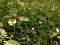 Prarie trillium