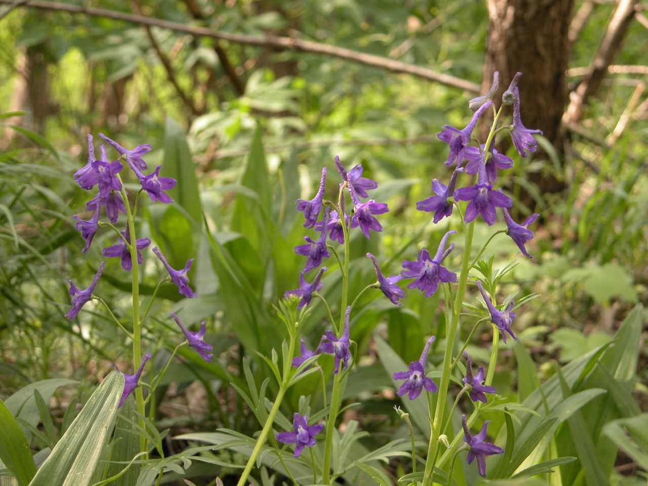 Dwarf larkspur