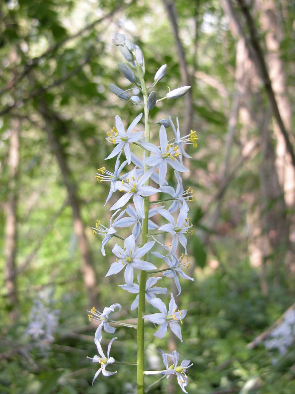 Early blooming wild hyacinth