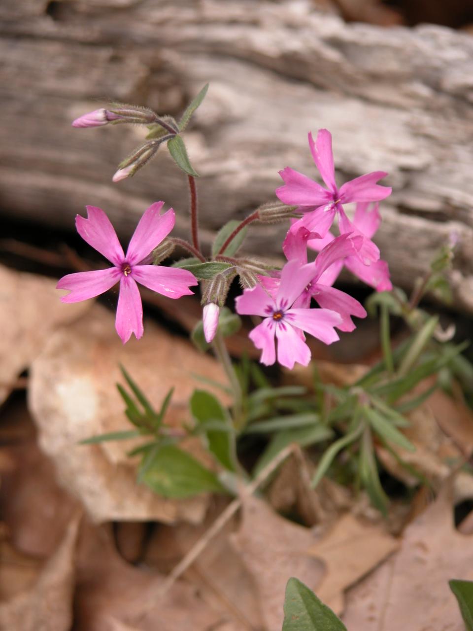 Moss phlox