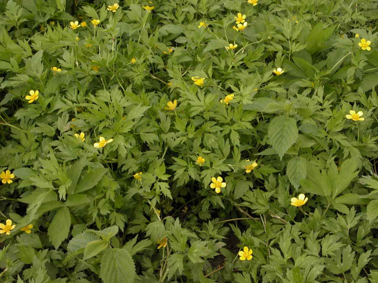 Rough buttercups