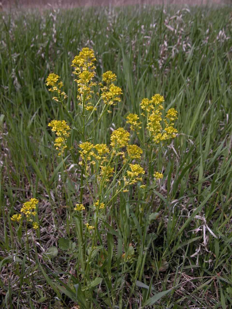 Bitter wintercress