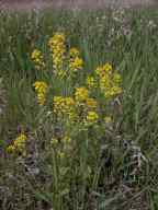 Bitter wintercress