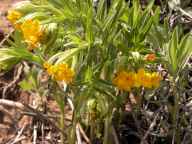 Hairy puccoon