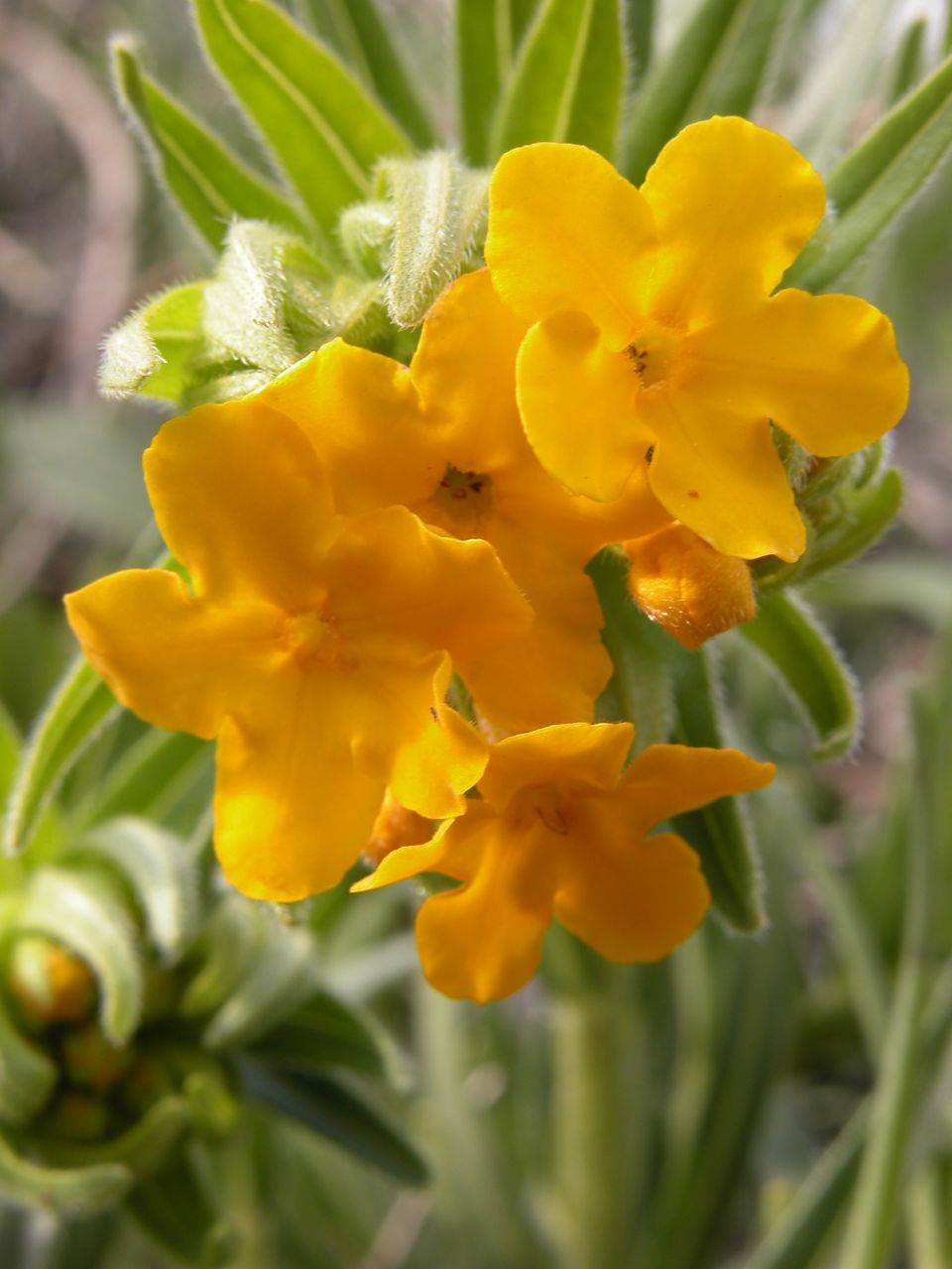 Hairy puccoon