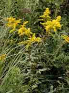 Early Goldenrod