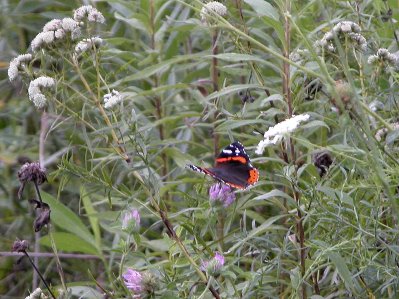 Red Admiral Butterfly