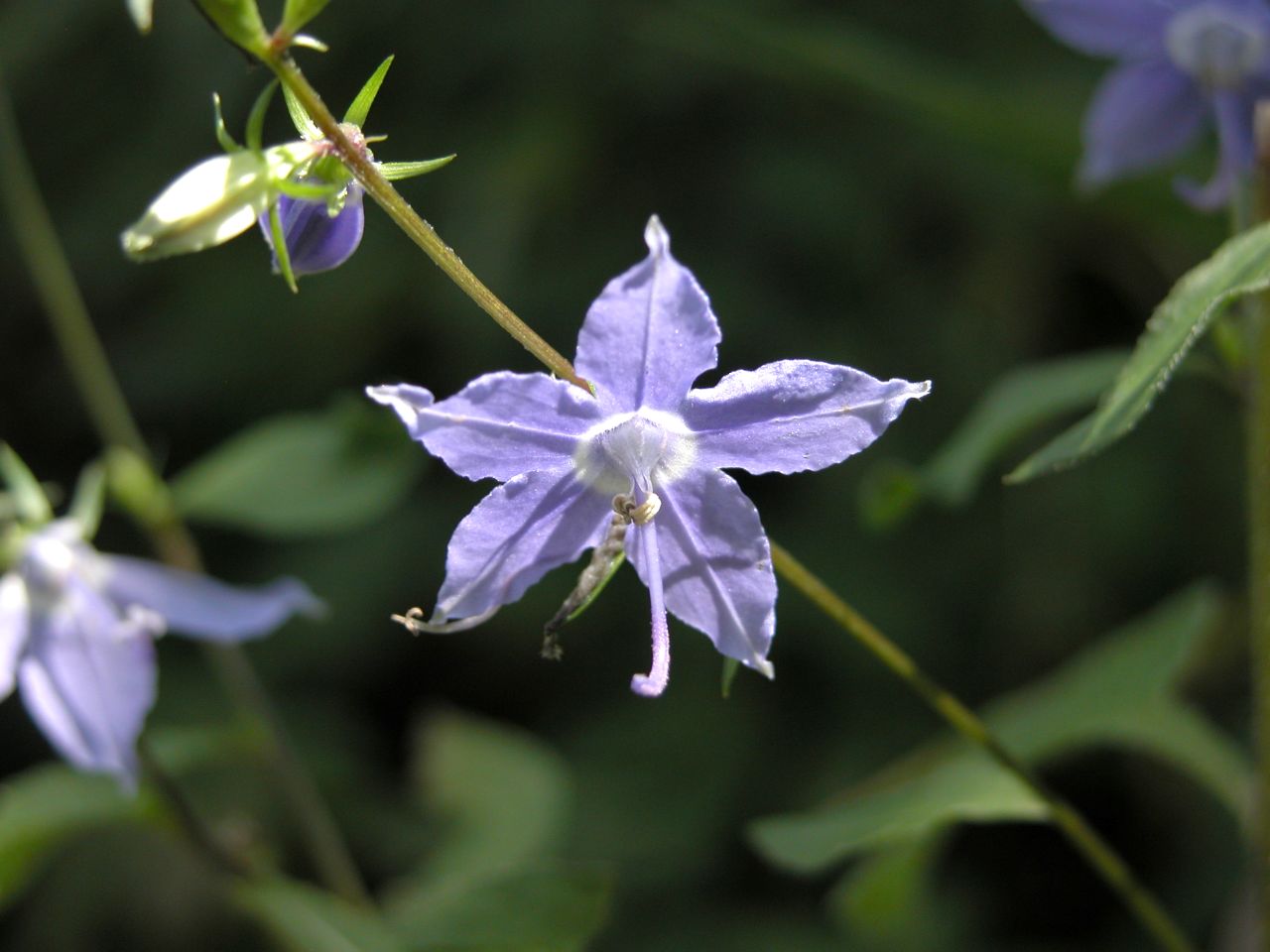 Tall Bellflower