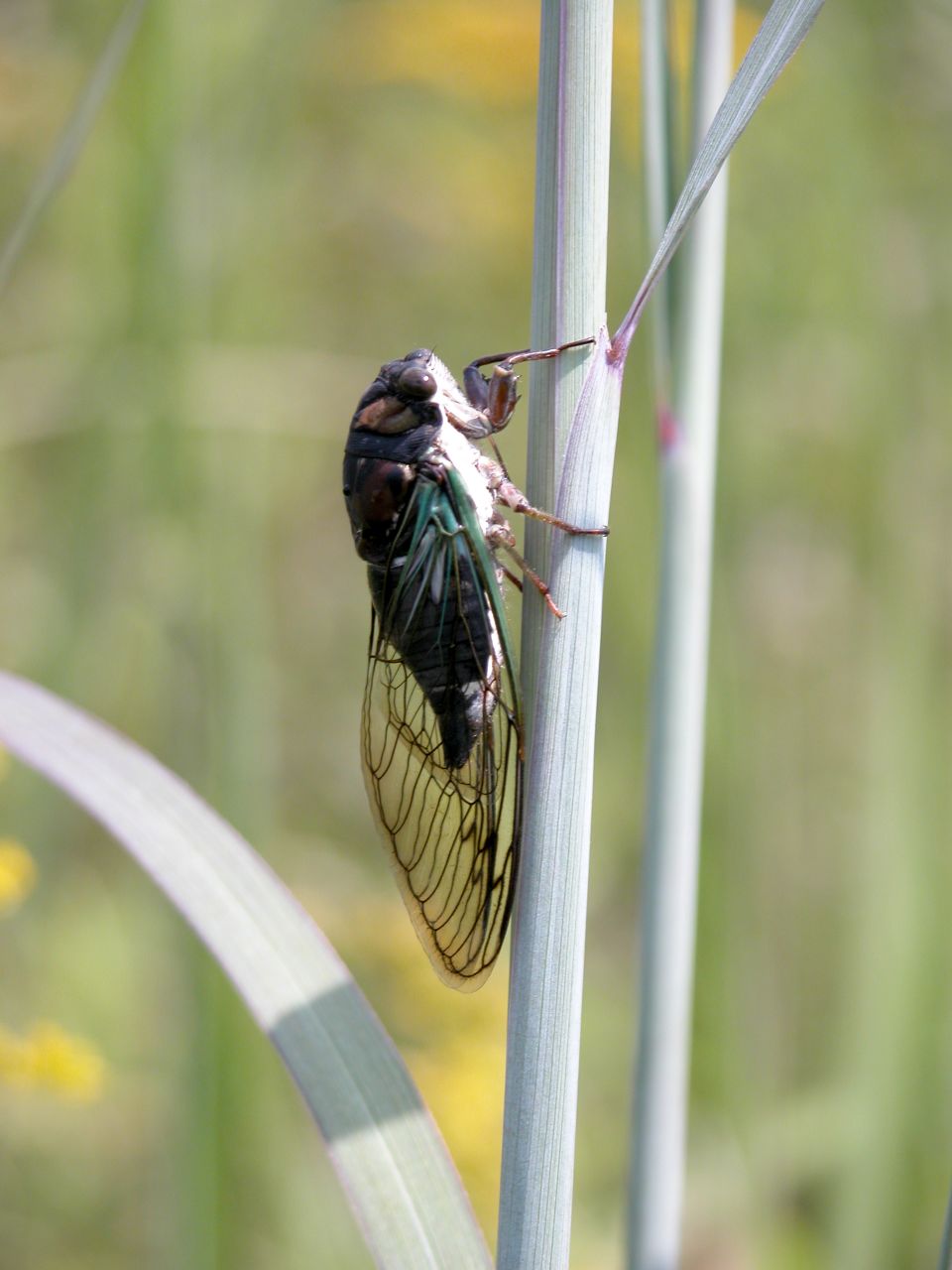 Cicada