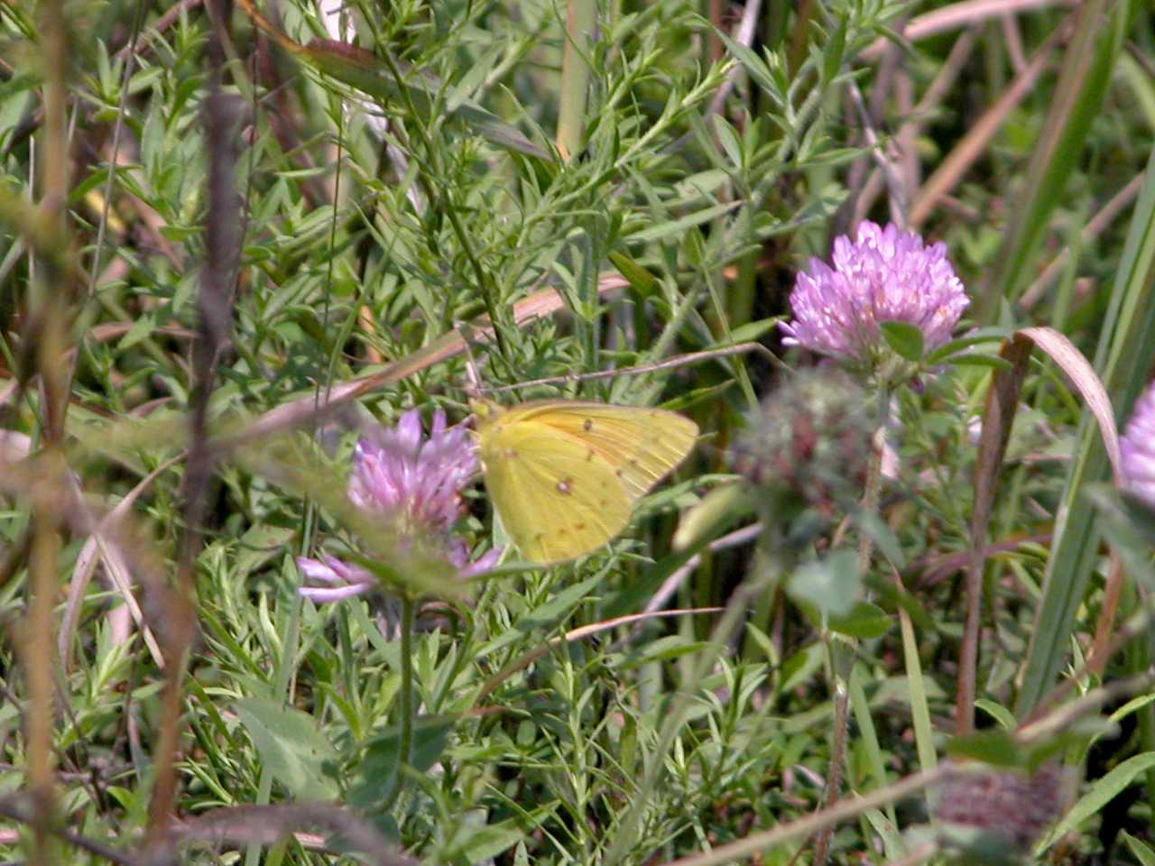 Orange Sulphur Butterfly