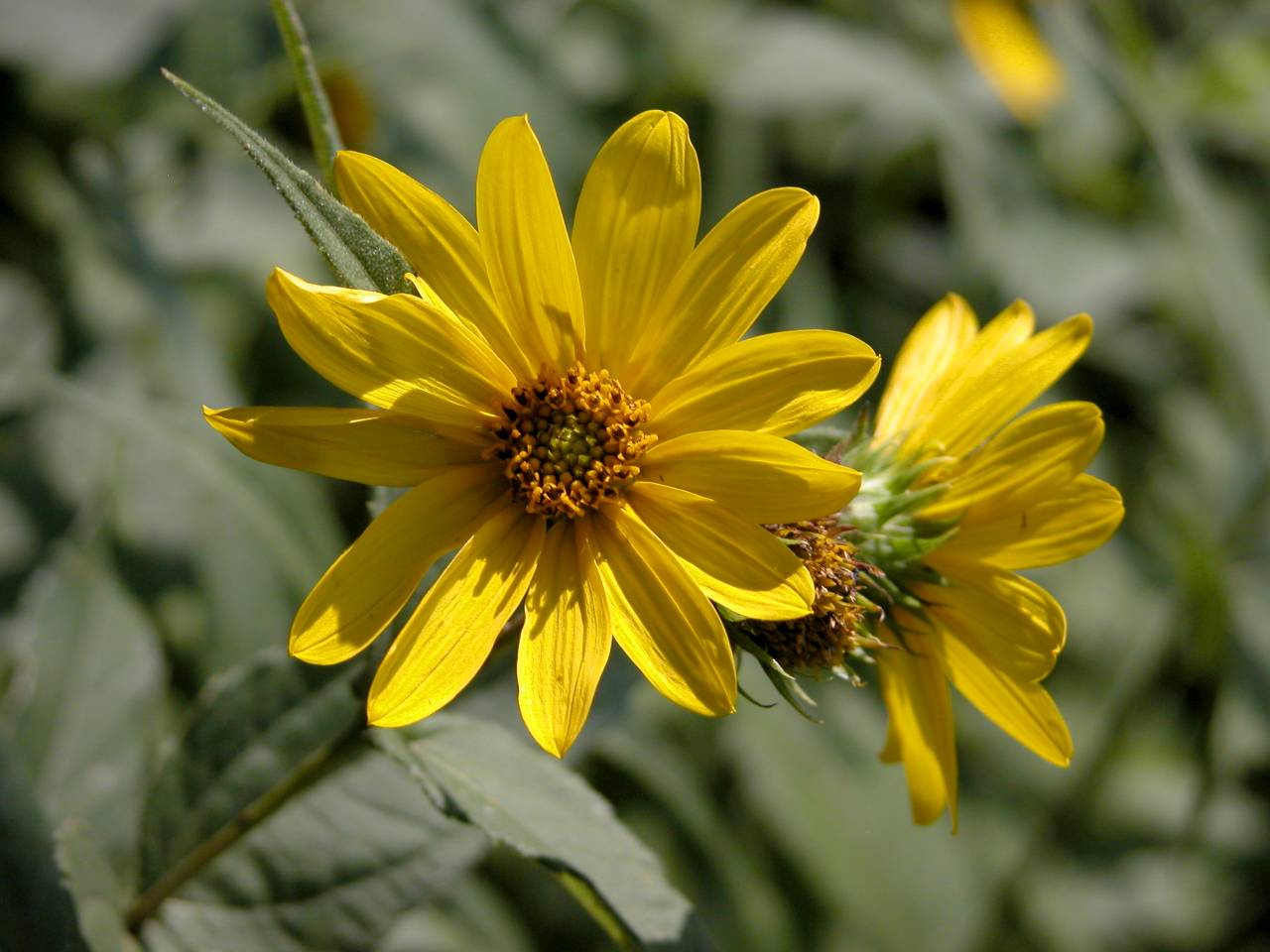 Pale-Leaved Sunflower