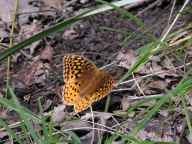 Great Spangled Fritillary Butterfly