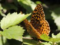 Great Spangled Fritillary Butterfly