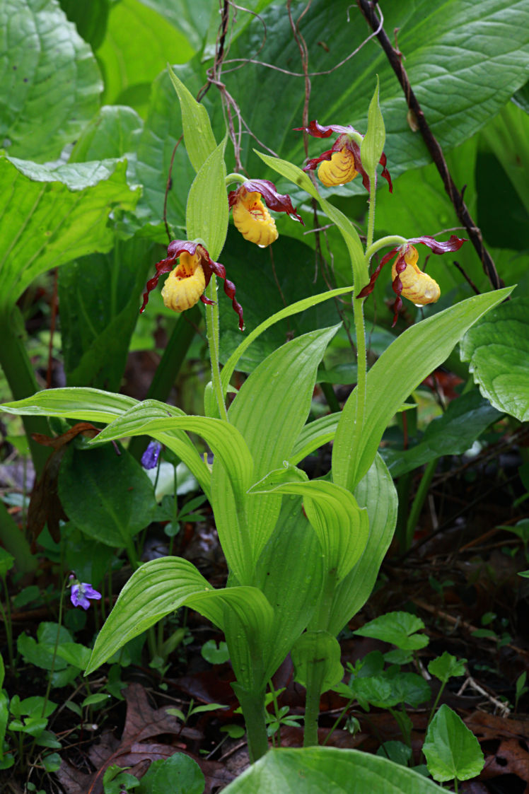 Northern Small Yellow Lady's Slipper