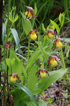 Northern Small Yellow Lady's Slipper