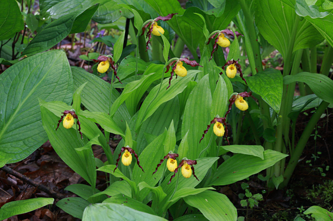 Northern Small Yellow Lady's Slipper