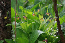 Northern Small Yellow Lady's Slipper